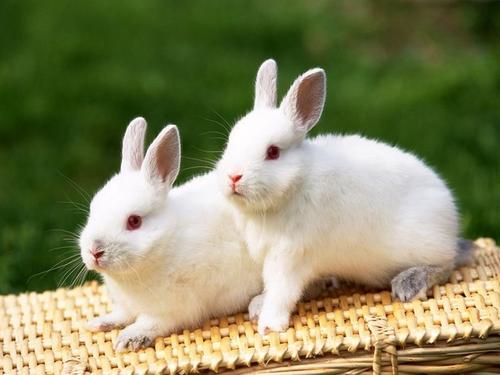 The Cuteness is Tricky: a Guide to Keeping a Rabbit