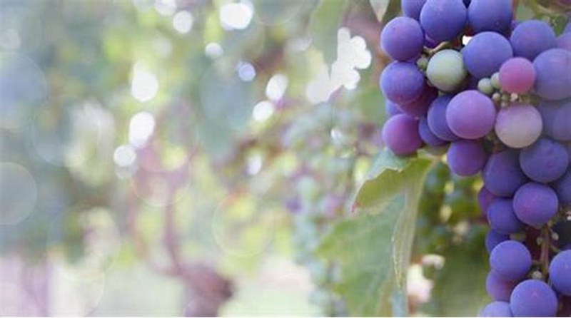 Black Grapes Benefits for Hair