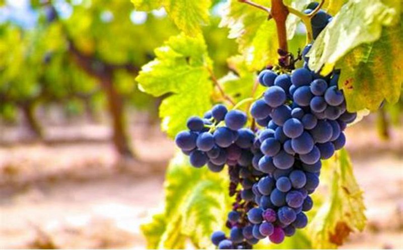 Black Grapes Benefits for Health